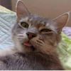 felinito.0