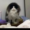 teh_celup7