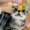 nyantgenkee