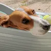 lateambassetbeagle