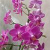 anthophile.orchid