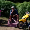 rullywexwex