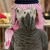 faisal1967_