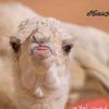 rashed7772