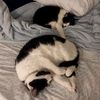 cookieandmickey