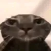 vinixzn_ws3