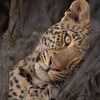 wisam_dana_211