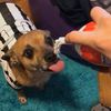 pissface_ratbaby