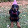 stevienicksdoberman