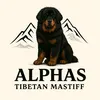 lalphasltibetanmastiff
