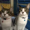 persimmone