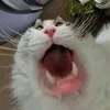 kirlintt