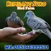 putrakembangsukobf
