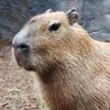 sexy.capybaras69