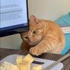 meowrororow