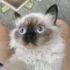 sweejecat