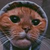 donomx_xx
