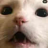 mechulis.p