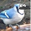 cuy_3ater