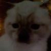 tobythekitten0