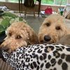 lilyandbelladoods