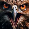 @pasgina 🦅🦅motivacional🦅🦅