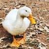 duckgobang