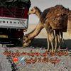 mistressoftheprophet782