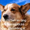 kdgjvjgv