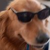 shibaaaaa871
