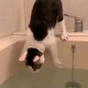 Cat in bath