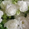 _aurika_kappusheva09