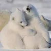 si_apadia12