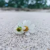 anhhoang67035