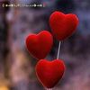 fatemehhassan03