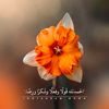 salghamdi615