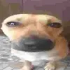 avhwjqvanzmjw