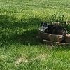 a.m.catlove