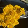 elfida_244