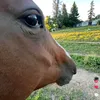 kuniberthandalf
