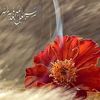 منوعات..مختلفة 🍂