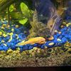 theaquariumfire