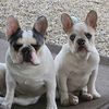 pardon.mi.frenchies