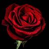 wildrose537