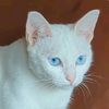 cattyberrypear