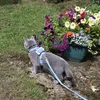 stuartbritishblue