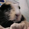 katanasquirrel