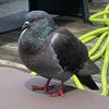pigeon