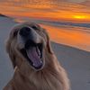 fatherofretrievers