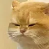 mohuraii